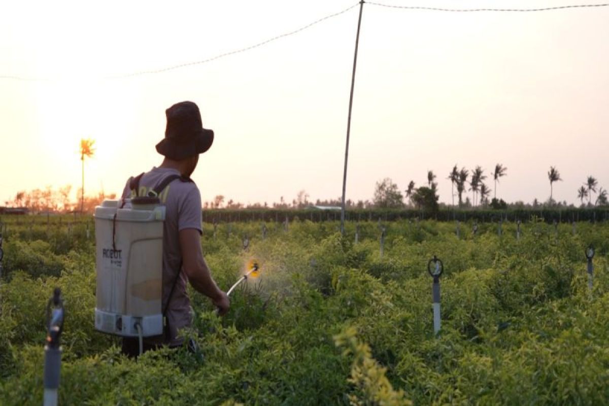 Upaya Briptu Joni, Petani Milenial Trisik bantu ketahanan pangan